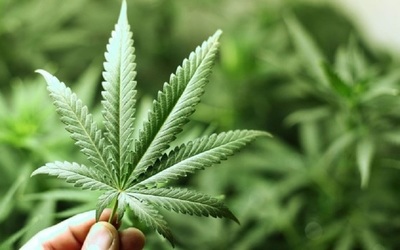 El Parlamento de Ecuador aprueba el uso medicinal del cannabis