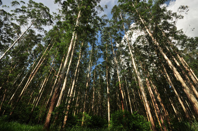 Instan a la protección y conservación de la Reserva Natural Morombí