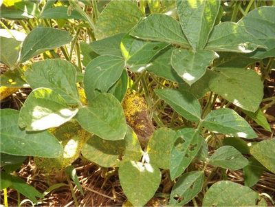 Alertan a productores de soja por aparición de roya