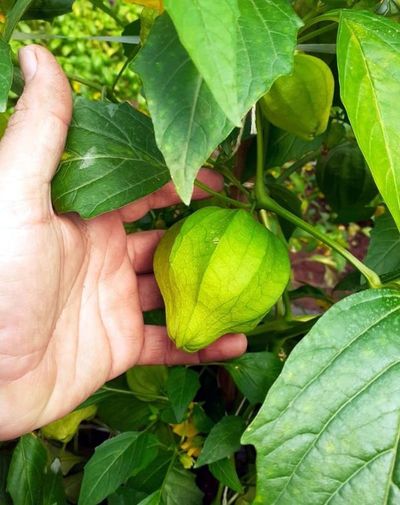 Tomate verde