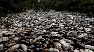 Urgente deben decir la verdad de la mortandad de peces