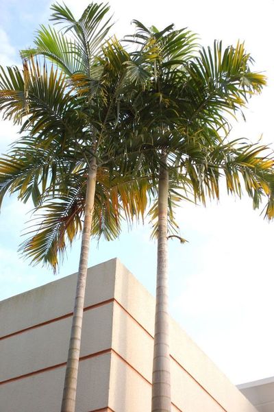 Palmeras en la Expo Flora