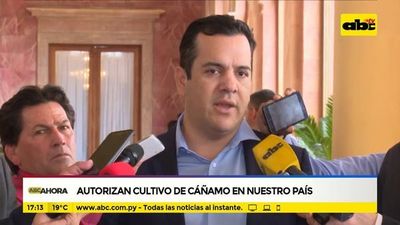 Autorizan cultivo de cáñamo en nuestro país