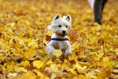 Nueces y chocolate, de alto riesgo para los perros