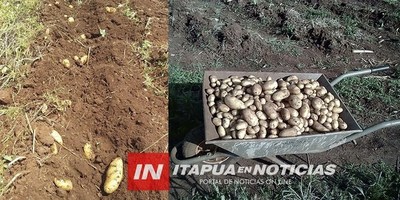 “LA PAPA” UN EXPERIMENTO QUE PUEDE TERMINAR EN UNA EXCELENTE ALTERNATIVA DE RENTA