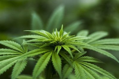 Cáñamo puede generar G. 20 millones por cada cosecha