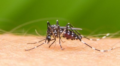 Ministerio de Salud alerta sobre posible epidemia de dengue
