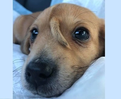 “Narwhal”, el perro con una cola en la frente