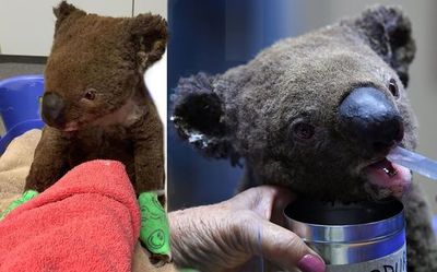 Los koalas se enfrentan indefensos a los incendios en Australia