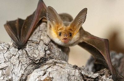 ¿Qué hacer si un murciélago se instala en casa?