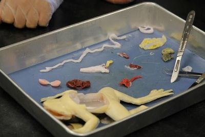 Una escuela de Florida, la primera en usar ranas sintéticas para disección