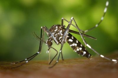 Preocupante indice de infestación larvaria en San Ignacio