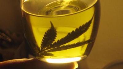 Cuestionan a Salud y Senad por mal manejo para licencias de cannabis