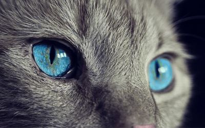 El mundo visto como lo ven los animales