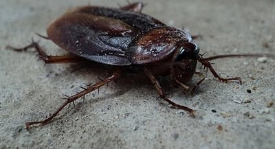 Operan a cucaracha y le salvan la vida