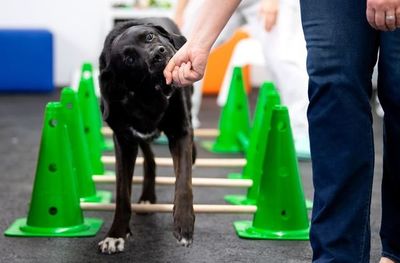 Los perros, al igual que los lobos, cooperan para obtener recompensas