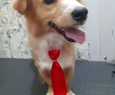 “Rubio” perro víctima de maltrato ya se encuentra bien.