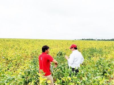 Un auspicioso avance de la soja, sin aparición de roya