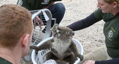 Incendios en Australia amenazan futuro de 327 especies de animales y plantas
