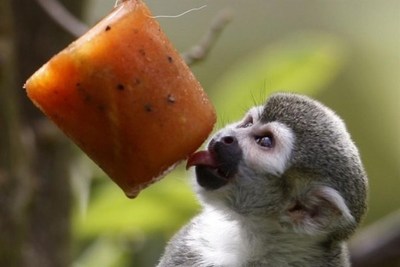 Animales del zoológico de Medellín reciben helados para mitigar el calor