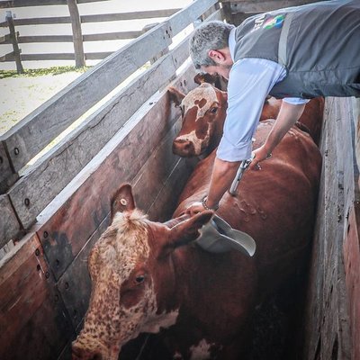 Gobierno ratifica aumentar mercados para la carne