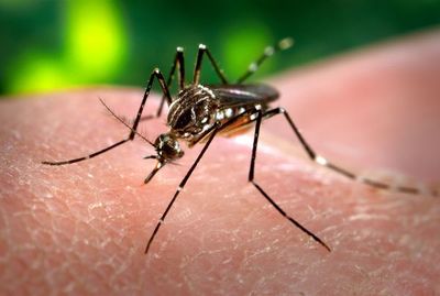 Dengue: Recomiendan hidratación en lugar del consumo de la hoja de mamón