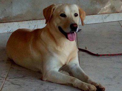 Exhortan a proteger y evitar el maltrato animal