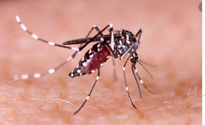 Dengue, causa probable de muerte de al menos 18 personas en Colombia en 2020