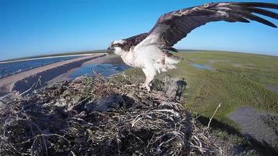Muere el águila que llegó a Kenia tras volar 7.000 kilómetros desde Finlandia