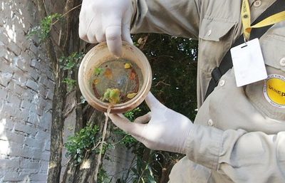 El 95% de los domicilios visitados tienen criaderos de mosquitos, según Senepa
