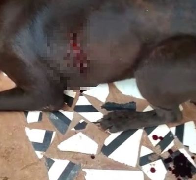 Apuñalan a un perro en Presidente Franco