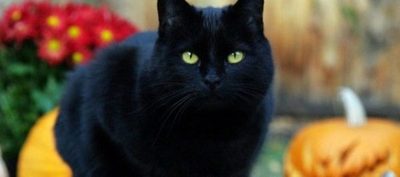 Día mundial del gato: ¿Por qué se celebra tres veces al año?