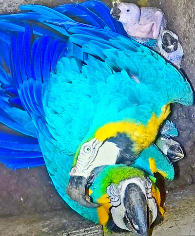 Nacen cinco guacamayos en el zoológico de Itaipú