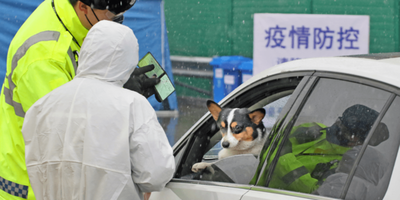 Detectan el posible primer caso de infección de un perro con el nuevo coronavirus