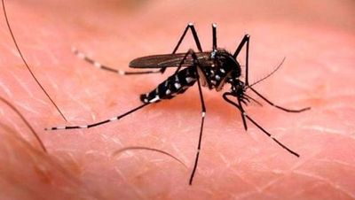 Investigan 80 muertes por dengue y ya vienen la influenza y el sarampión