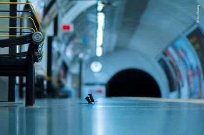 Pelea de ratones en metro de Londres, mejor foto de naturaleza del año