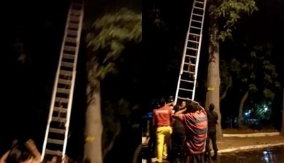 ¡Insólito! Mujer quedó atrapada en lo alto de un árbol