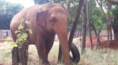 Los “habitantes” del zoológico podrían pasar hambre, advierte directora