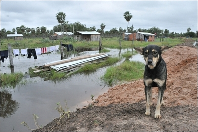 Los animales de compañía no son una amenaza durante la pandemia del coronavirus, alerta la OMS