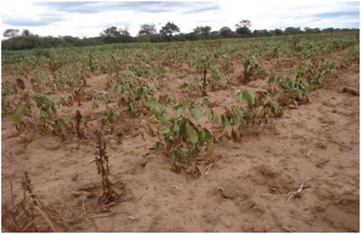 Boqueron y Alto Paraguay con la peor sequía en 50 años.