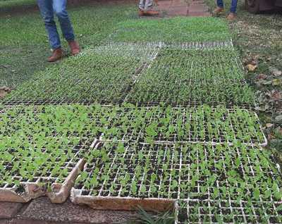 Productores de Santa Rosa del Aguaray reciben cinco mil plantines de hortalizas