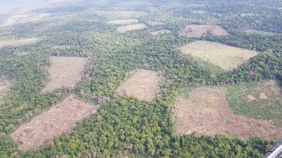 Destruyen 401 toneladas de marihuana en la Reserva Natural Morombí