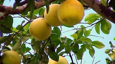 Por intentar hurtar pomelos, seguirá en Tacumbú: justicia alega peligro de fuga