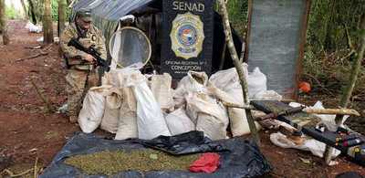 Eliminan más de 29 toneladas de marihuana en Concepción